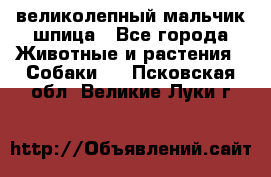 великолепный мальчик шпица - Все города Животные и растения » Собаки   . Псковская обл.,Великие Луки г.